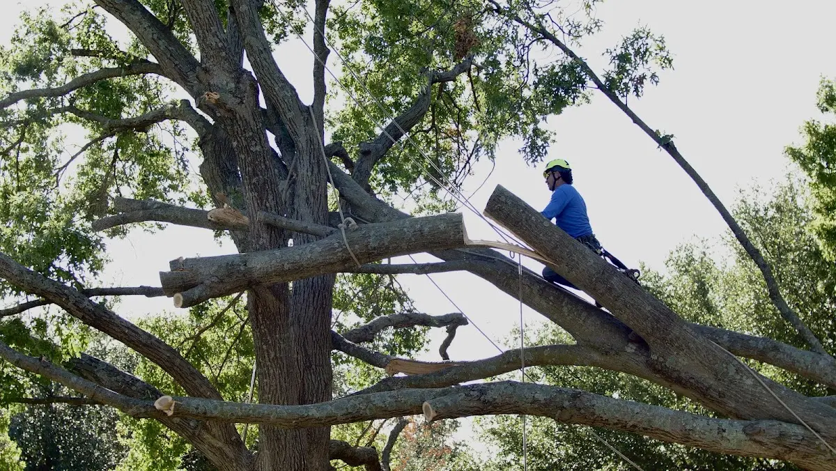 Professional Crown Thinning performed by certified arborists in White Oak