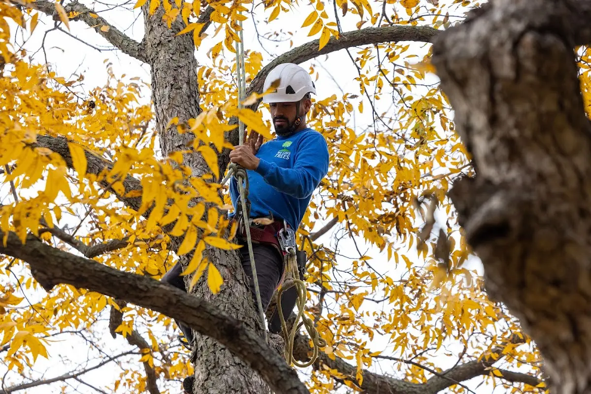 Skilled Tree Transplanting crew working in White Oak